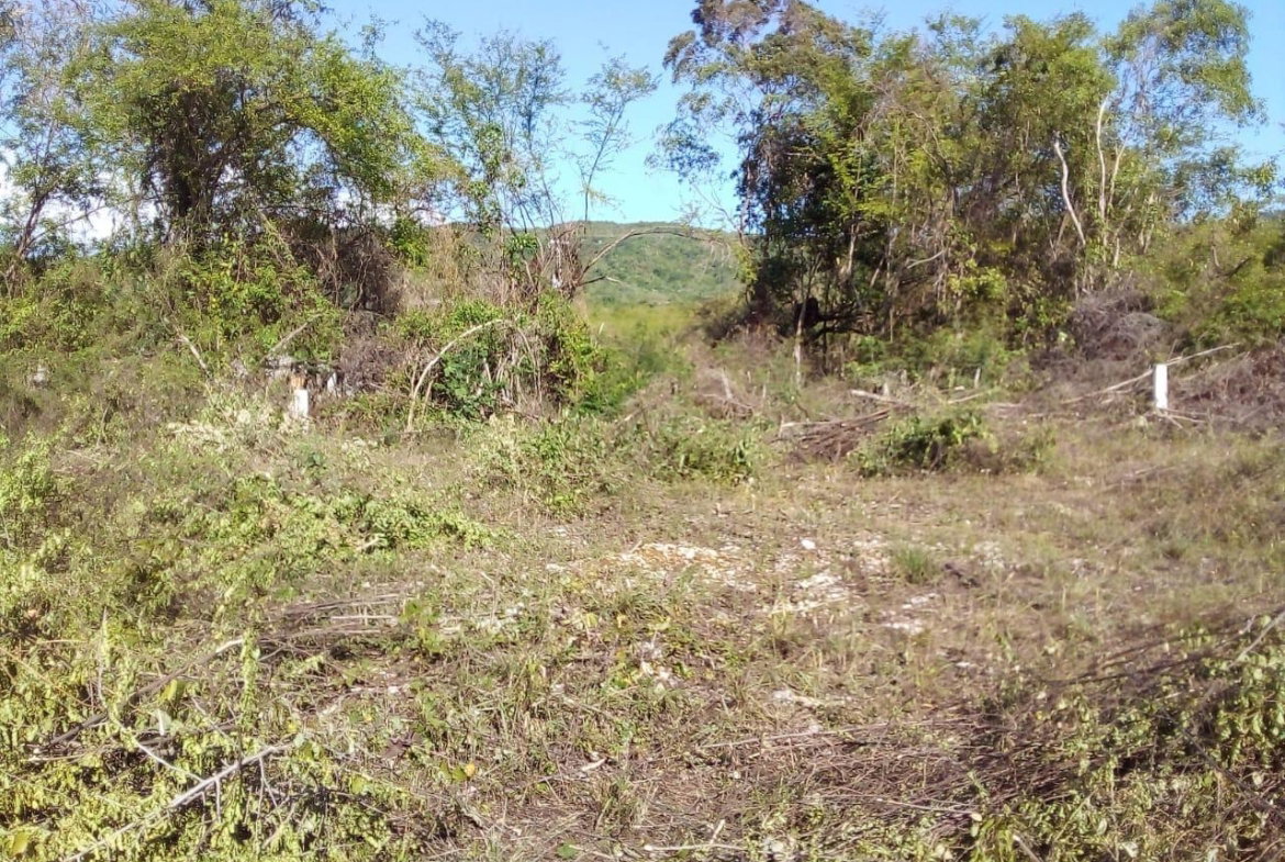 Sixth image of 86 Cashoo Palmbrook Estate, in Lacovia, St. Elizabeth, Jamaica - property is For Sale