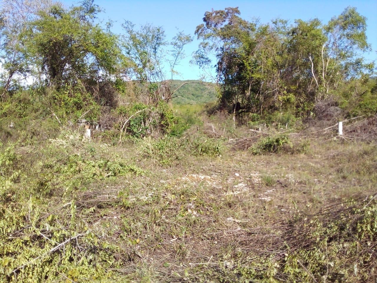 Sixth image of 86 Cashoo Palmbrook Estate, in Lacovia, St. Elizabeth, Jamaica - property is For Sale