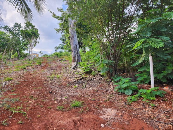 Eleventh image of Pusey Hill Manchester in Pusey Hill, Manchester, Jamaica - property is For Sale