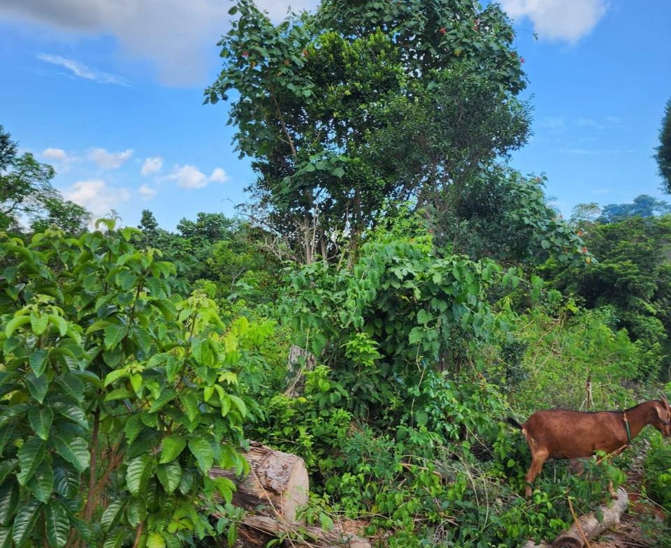 Twelfth image of Pusey Hill Manchester in Pusey Hill, Manchester, Jamaica - property is For Sale