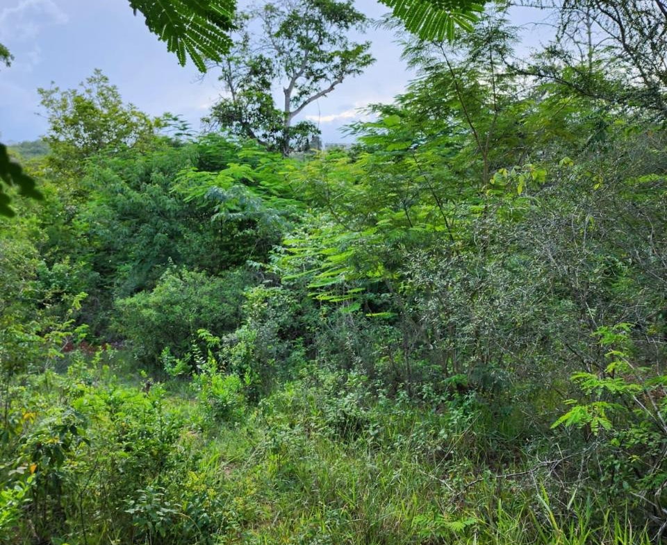 Fifteenth image of Pusey Hill Manchester in Pusey Hill, Manchester, Jamaica - property is For Sale