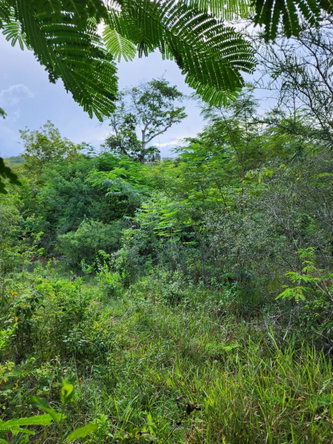 Fifteenth image of Pusey Hill Manchester in Pusey Hill, Manchester, Jamaica - property is For Sale