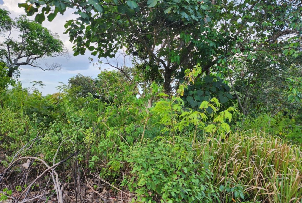 Sixth image of Pusey Hill Manchester in Pusey Hill, Manchester, Jamaica - property is For Sale