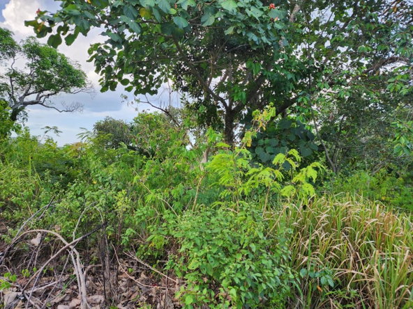 Sixth image of Pusey Hill Manchester in Pusey Hill, Manchester, Jamaica - property is For Sale