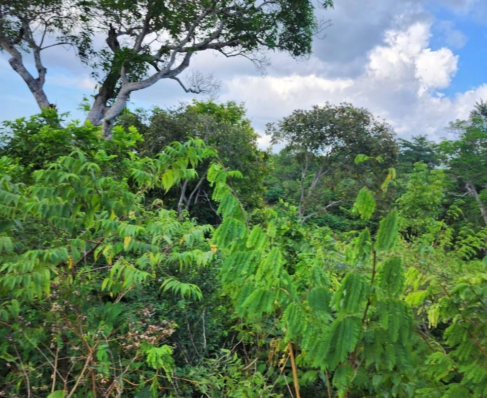 Ninth image of Pusey Hill Manchester in Pusey Hill, Manchester, Jamaica - property is For Sale