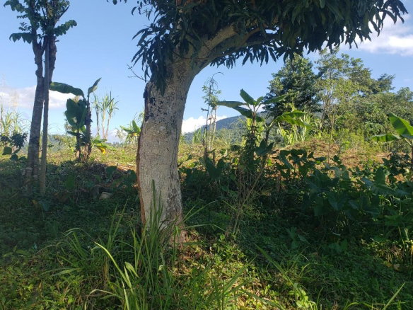 First image of 22 Castle Drive in Kingston 9, St. Andrew, Jamaica - property is For Sale
