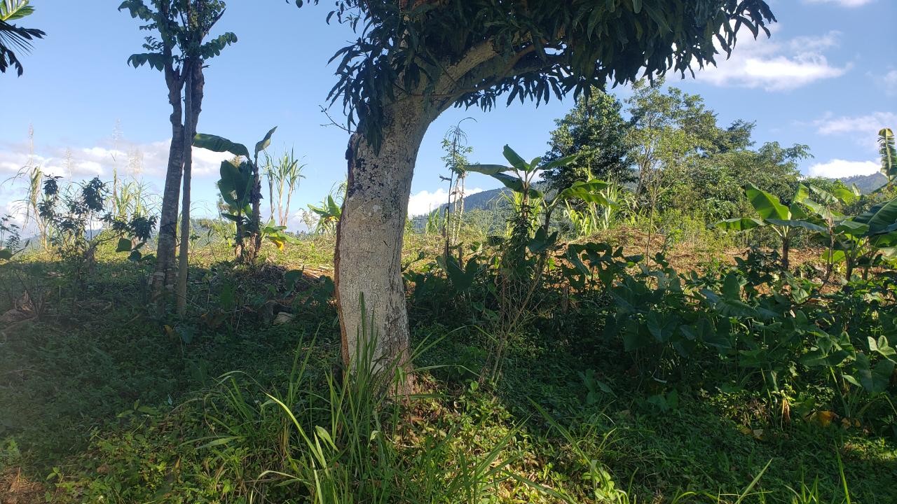 First image of 22 Castle Drive in Kingston 9, St. Andrew, Jamaica - property is For Sale