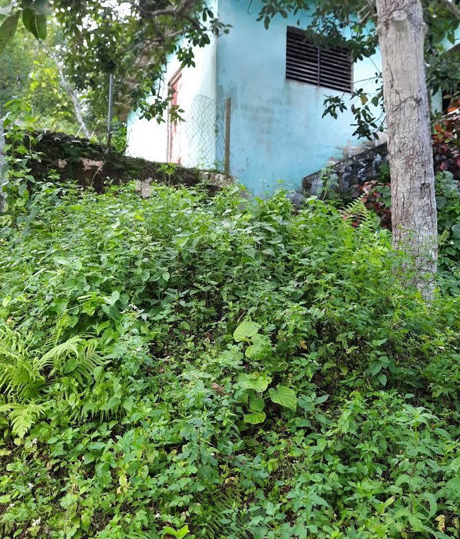 Twelfth image of 00 Ogle, Claremont, st Ann in Claremont, St. Ann, Jamaica - property is For Sale