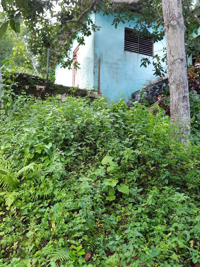 Twelfth image of 00 Ogle, Claremont, st Ann in Claremont, St. Ann, Jamaica - property is For Sale