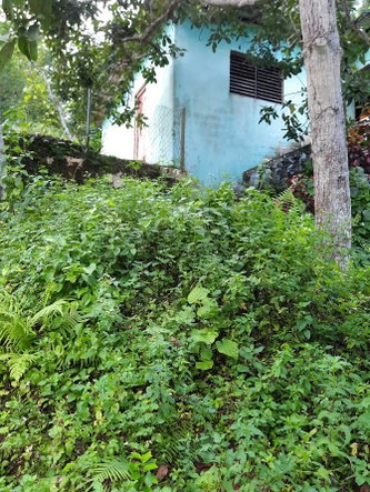Twelfth image of 00 Ogle, Claremont, st Ann in Claremont, St. Ann, Jamaica - property is For Sale