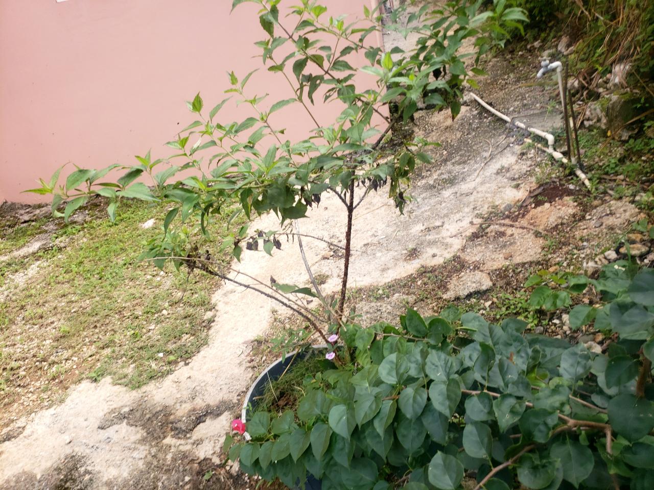 Spacious-Split-Level-Home-for-Sale-in-Manchester-Jamaica Fourteenth image of Land Part of May Day in May Day, Manchester, Jamaica - property is For Sale