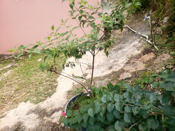 Fourteenth image of Land Part of May Day in May Day, Manchester, Jamaica - property is For Sale