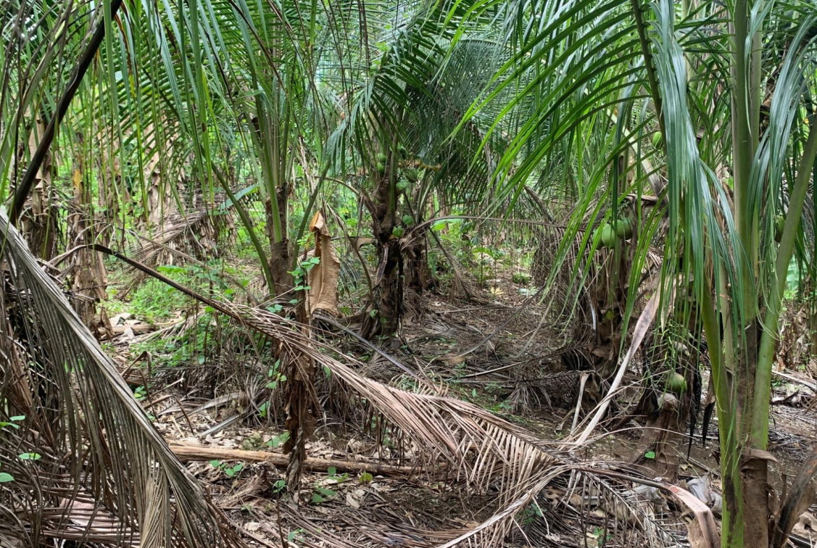 Ninth image of Part of Banbury in Linstead, St. Catherine, Jamaica - property is For Sale