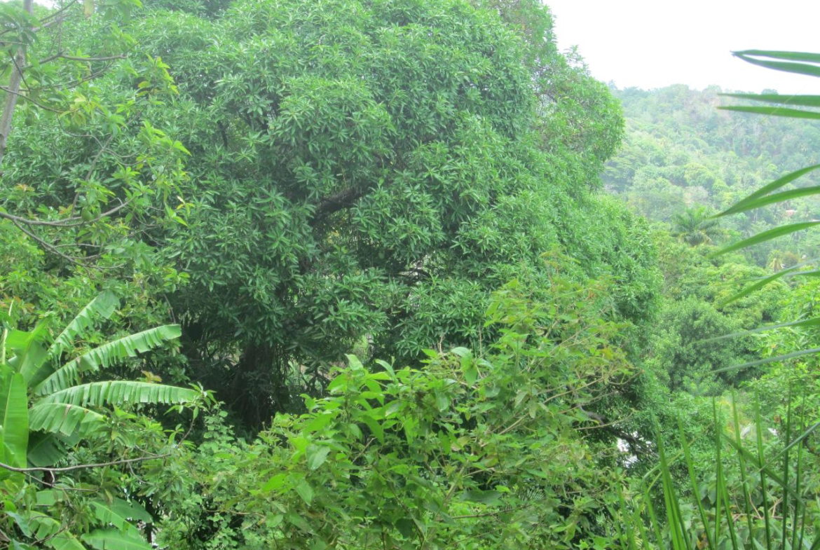 Third image of Boundbrook in Port Antonio, Portland, Jamaica - property is For Sale