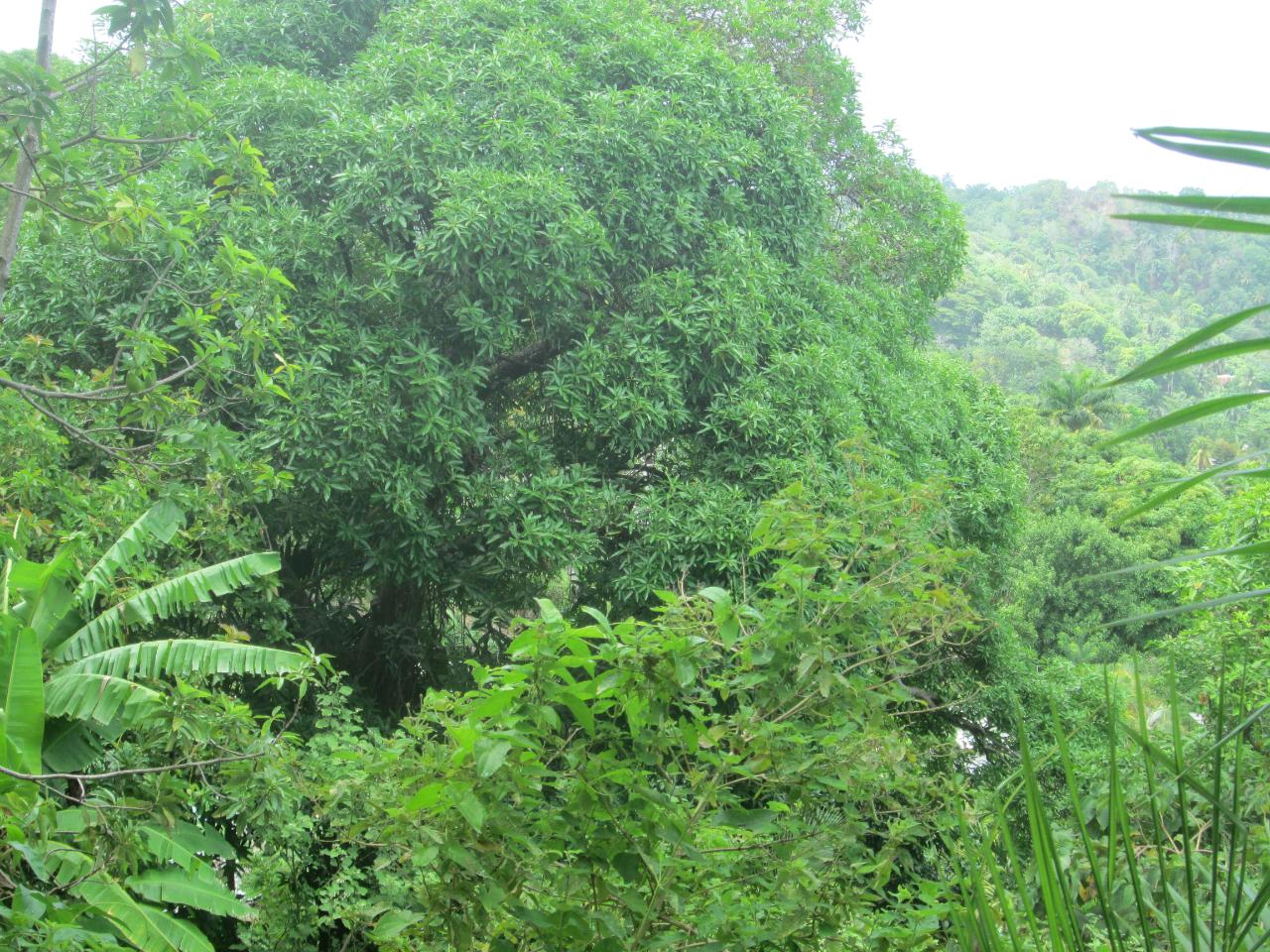 Third image of Boundbrook in Port Antonio, Portland, Jamaica - property is For Sale