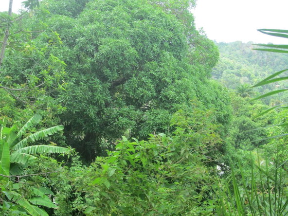 Third image of Boundbrook in Port Antonio, Portland, Jamaica - property is For Sale