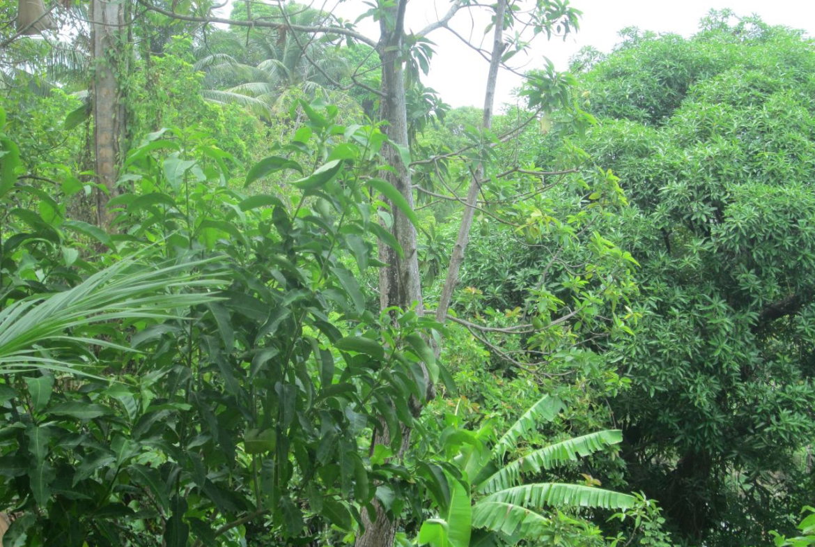 Fourth image of Boundbrook in Port Antonio, Portland, Jamaica - property is For Sale
