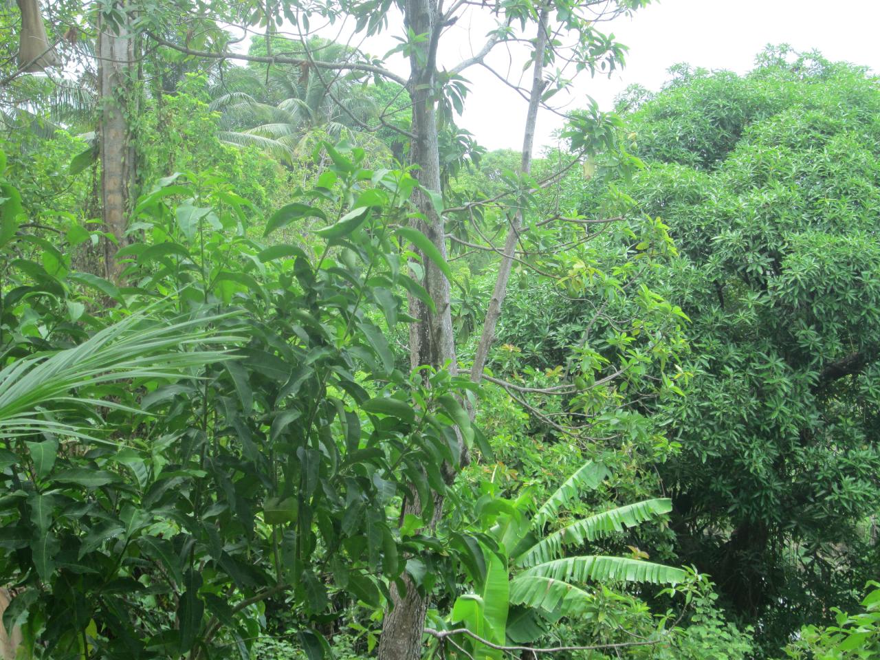 Fourth image of Boundbrook in Port Antonio, Portland, Jamaica - property is For Sale