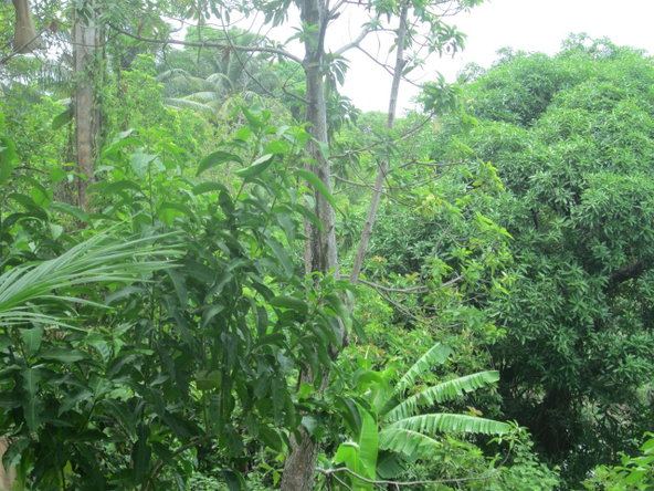 Fourth image of Boundbrook in Port Antonio, Portland, Jamaica - property is For Sale
