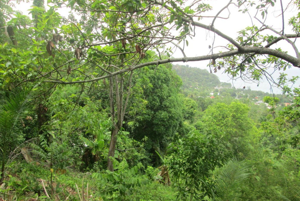 Fifth image of Boundbrook in Port Antonio, Portland, Jamaica - property is For Sale