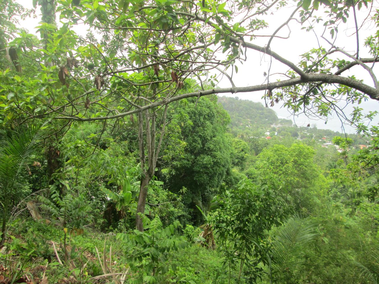 Fifth image of Boundbrook in Port Antonio, Portland, Jamaica - property is For Sale
