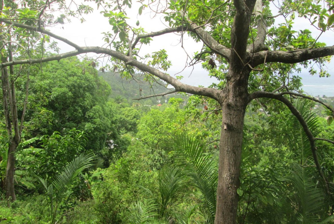 Sixth image of Boundbrook in Port Antonio, Portland, Jamaica - property is For Sale