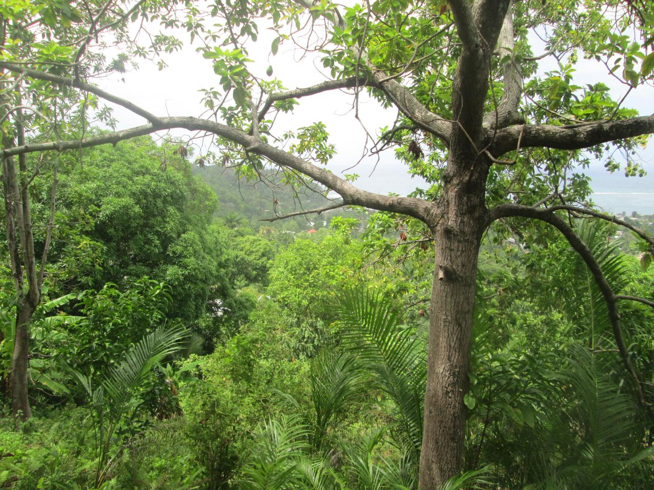 Sixth image of Boundbrook in Port Antonio, Portland, Jamaica - property is For Sale