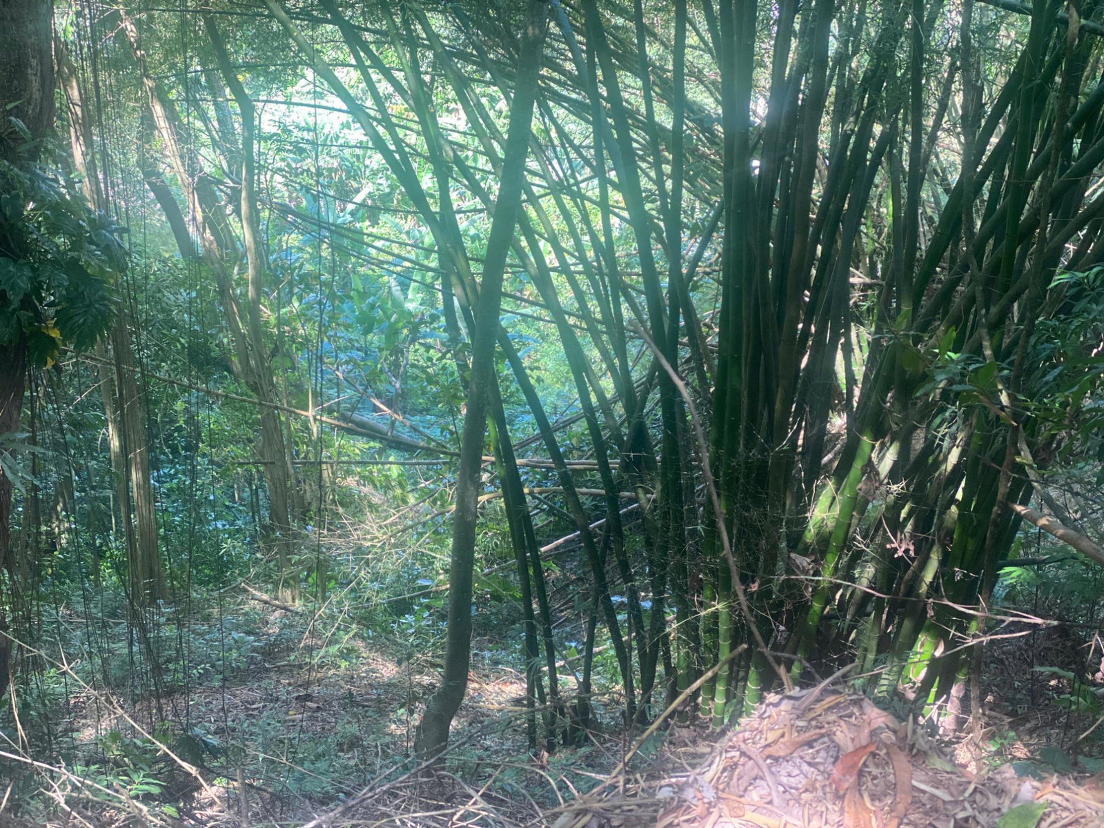 Second image of Dressikie in Lambkin Hill, St. Mary, Jamaica - property is For Sale