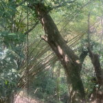 First image of Dressikie in Lambkin Hill, St. Mary, Jamaica - property is For Sale