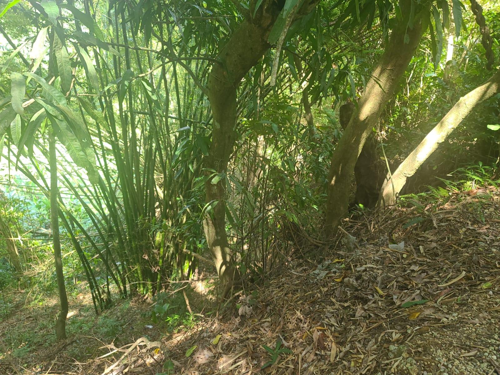Ninth image of Dressikie in Lambkin Hill, St. Mary, Jamaica - property is For Sale