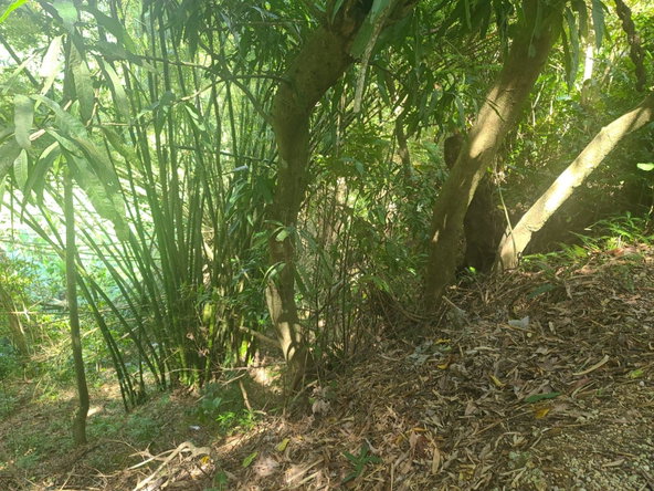 Ninth image of Dressikie in Lambkin Hill, St. Mary, Jamaica - property is For Sale
