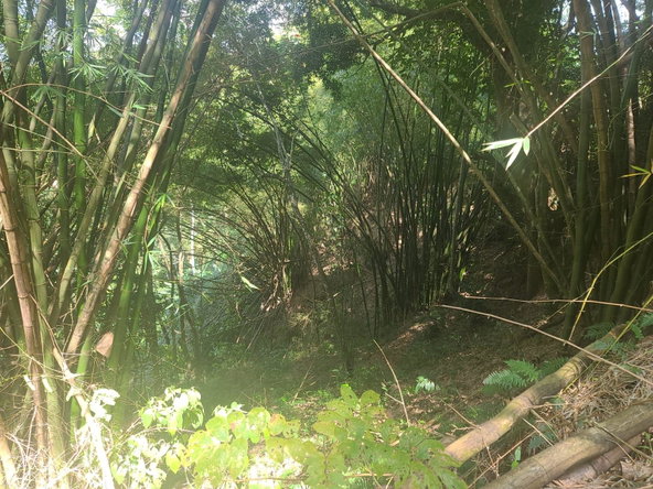 Tenth image of Dressikie in Lambkin Hill, St. Mary, Jamaica - property is For Sale