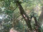 First image of Dressikie in Lambkin Hill, St. Mary, Jamaica - property is For Sale