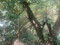 First image of Dressikie in Lambkin Hill, St. Mary, Jamaica - property is For Sale