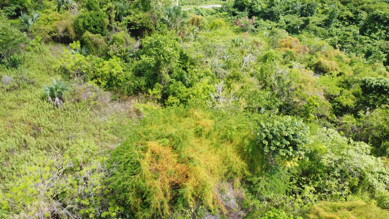Tenth image of Culloden, Whitehouse in White House WD, Westmoreland, Jamaica - property is For Sale
