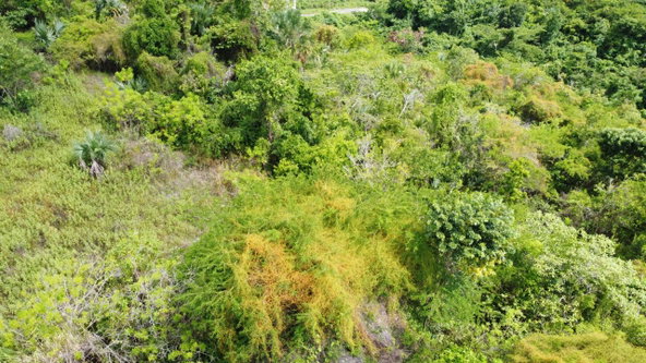 Tenth image of Culloden, Whitehouse in White House WD, Westmoreland, Jamaica - property is For Sale