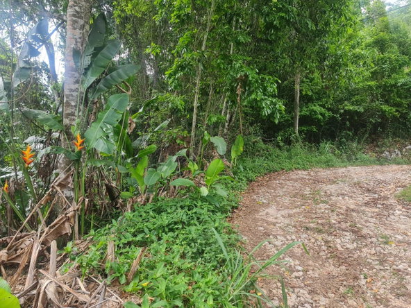 Ninth image of Lot 207d Coopers Hill in Kingston 19, St. Andrew, Jamaica - property is For Sale