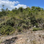 First image of Lot 106 Hibiscus Gardends, Mandev in Hibiscus Gardens, Manchester, Jamaica - property is For Sale