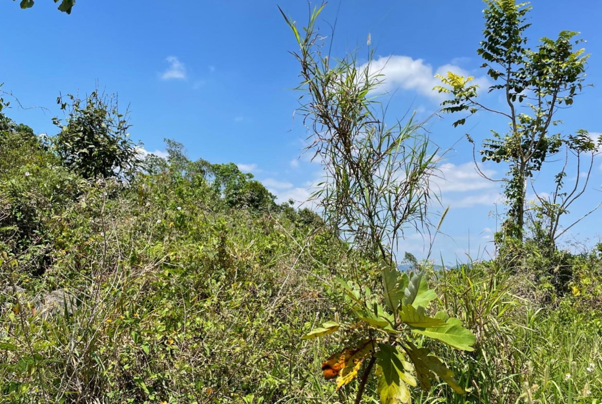 Third image of Lot 106 Hibiscus Gardends, Mandev in Hibiscus Gardens, Manchester, Jamaica - property is For Sale