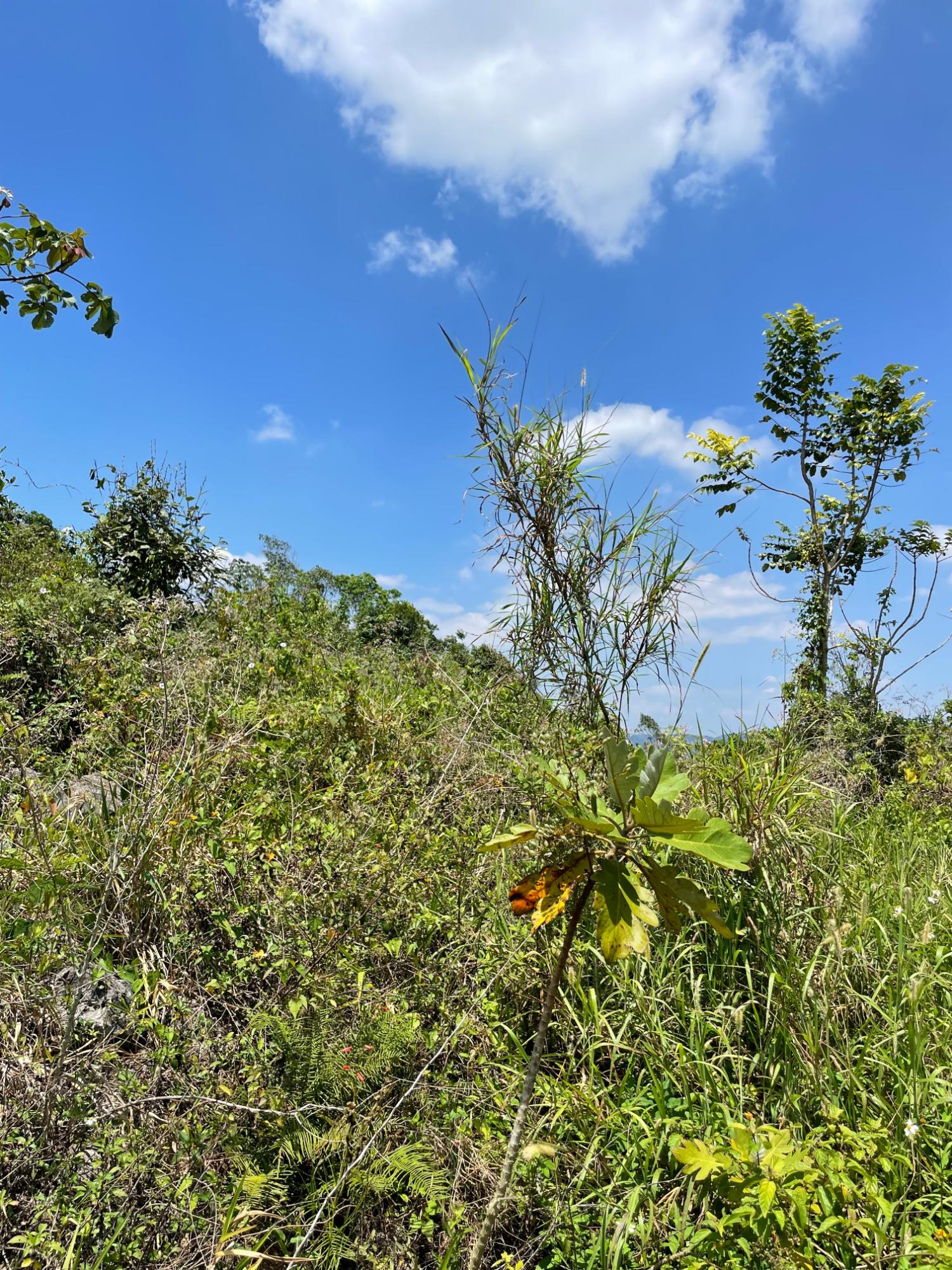 Third image of Lot 106 Hibiscus Gardends, Mandev in Hibiscus Gardens, Manchester, Jamaica - property is For Sale