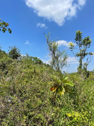 Third image of Lot 106 Hibiscus Gardends, Mandev in Hibiscus Gardens, Manchester, Jamaica - property is For Sale