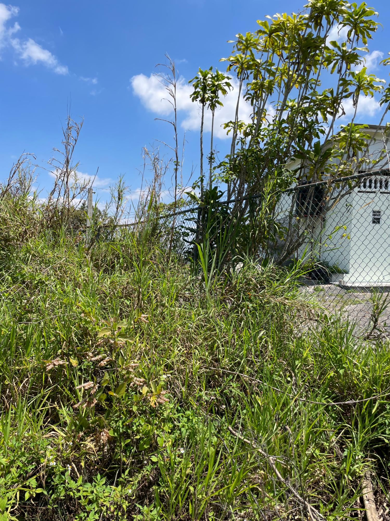 Eighth image of Lot 106 Hibiscus Gardends, Mandev in Hibiscus Gardens, Manchester, Jamaica - property is For Sale
