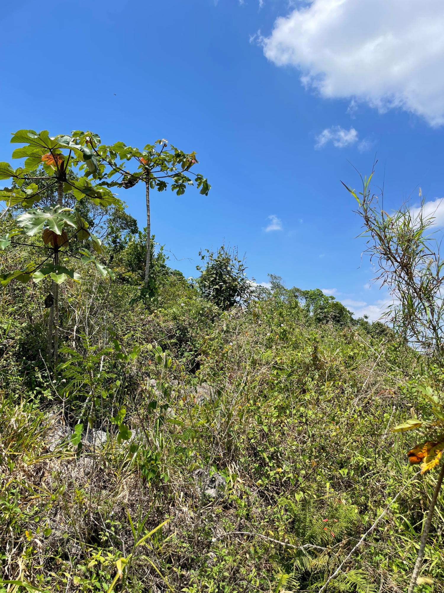 Ninth image of Lot 106 Hibiscus Gardends, Mandev in Hibiscus Gardens, Manchester, Jamaica - property is For Sale