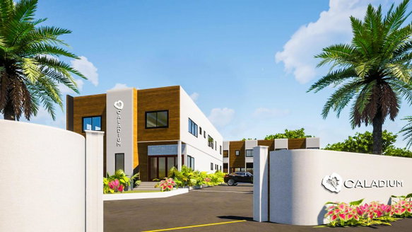 First image of C3- Caladium Wiltshire Falm in Falmouth, Trelawny, Jamaica - property is For Sale