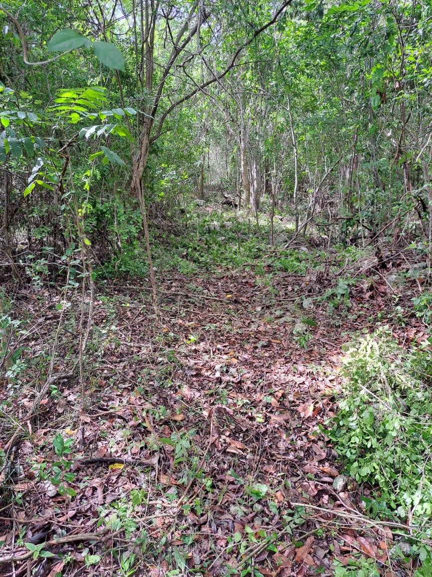 Stunning-1.5-Acre-Development-Land-for-Sale-in-Duncans-Bay-Jamaica Third image of Lot #343 Ridge Way in DUNCAN BAY, Trelawny, Jamaica - property is For Sale