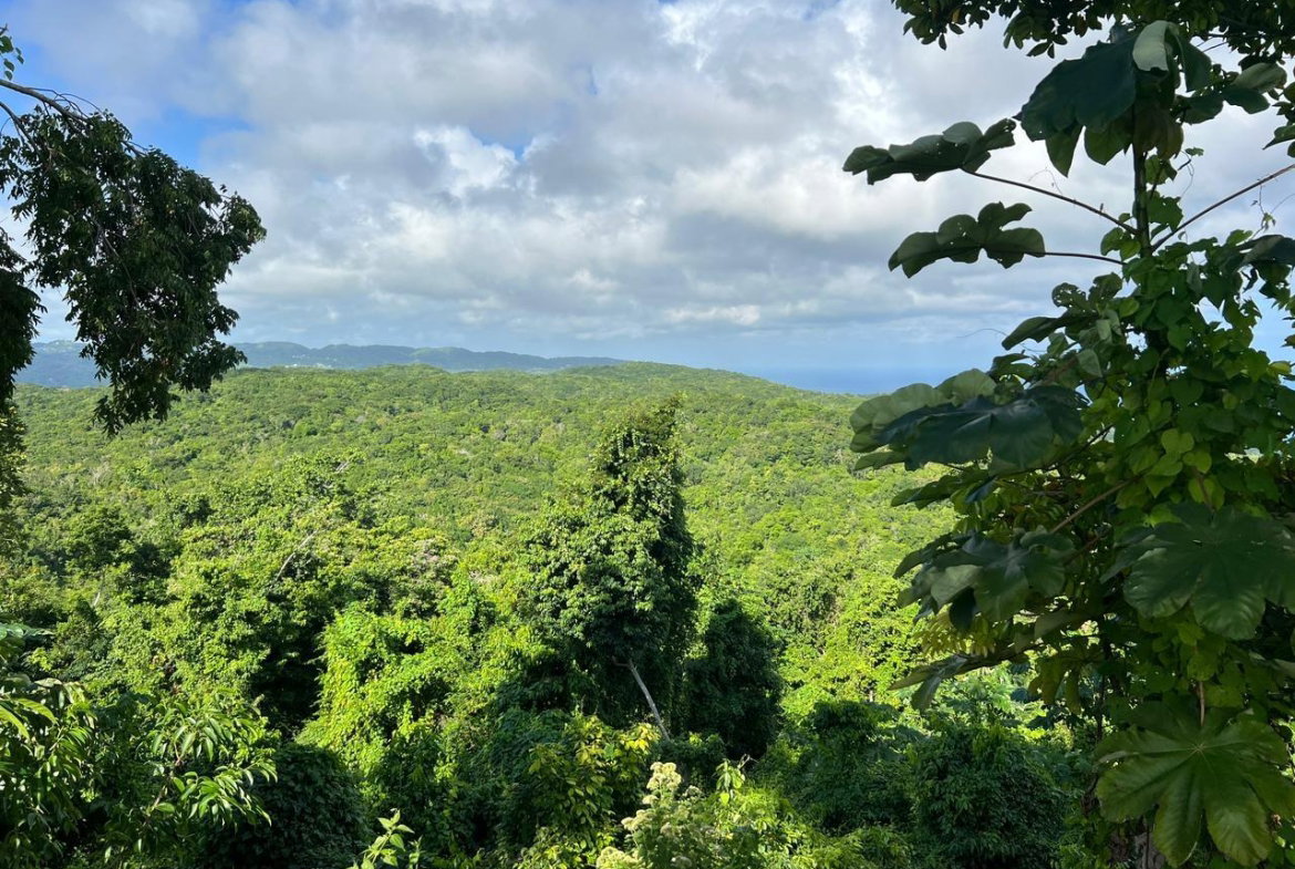 Seventeenth image of High Hope, Wiltshire Sain in Wiltshire, St. James, Jamaica - property is For Sale
