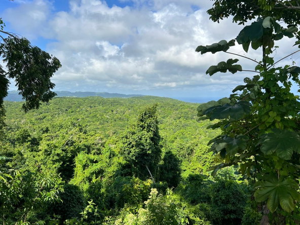 Seventeenth image of High Hope, Wiltshire Sain in Wiltshire, St. James, Jamaica - property is For Sale