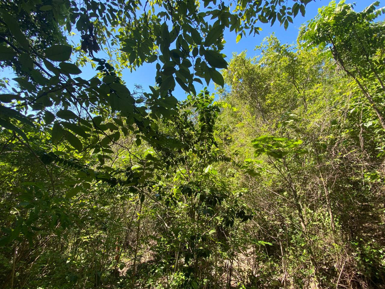 Sixth image of 91 Spring Garden Block a in Yallahs, St. Thomas, Jamaica - property is For Sale