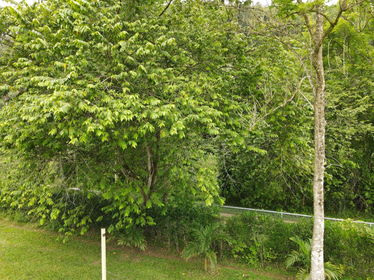 Eleventh image of Lot 139-unity Bunkers Hill in Bunkers Hill, Trelawny, Jamaica - property is For Sale
