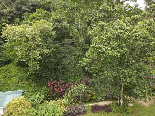 Twelfth image of Lot 139-unity Bunkers Hill in Bunkers Hill, Trelawny, Jamaica - property is For Sale